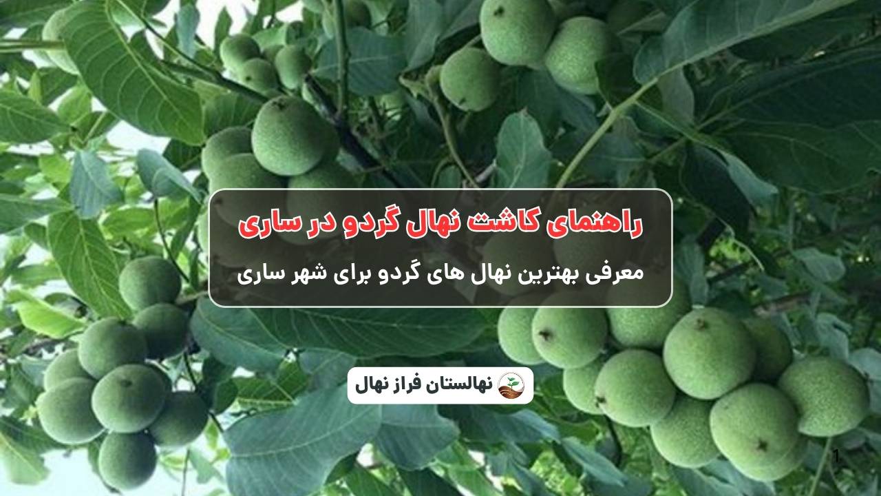 راهنمای خرید و کاشت نهال گردو در ساری