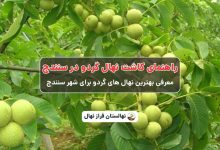 راهنمای خرید و کاشت نهال گردو در سنندج