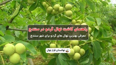 راهنمای خرید و کاشت نهال گردو در سنندج