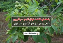 راهنمای خرید و کاشت نهال گردو در قزوین