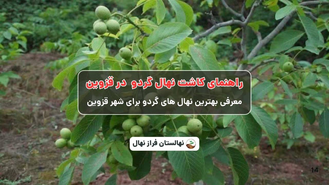 راهنمای خرید و کاشت نهال گردو در قزوین