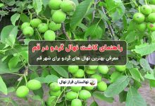 راهنمای خرید و کاشت نهال گردو در قم