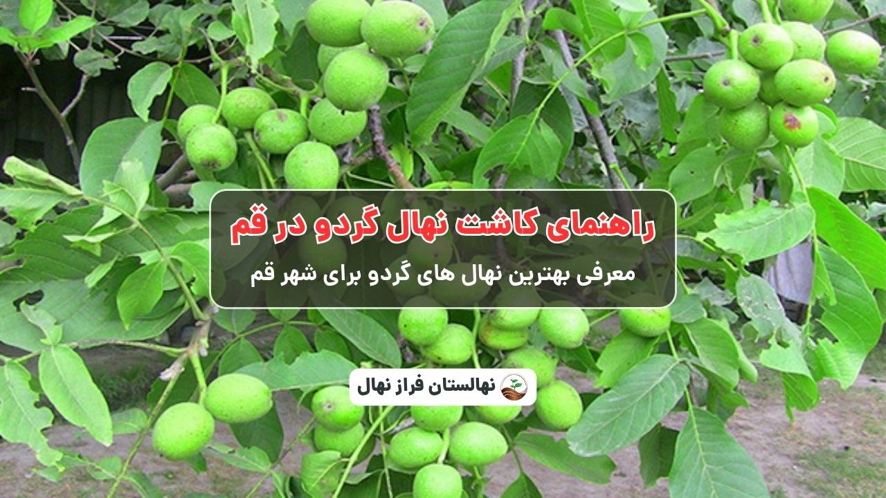 راهنمای خرید و کاشت نهال گردو در قم