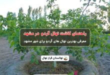 راهنمای خرید و کاشت نهال گردو در مشهد