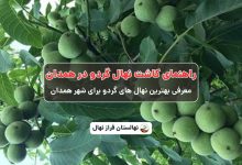 راهنمای خرید و کاشت نهال گردو در همدان