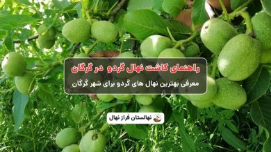 راهنمای خرید و کاشت نهال گردو در گرگان