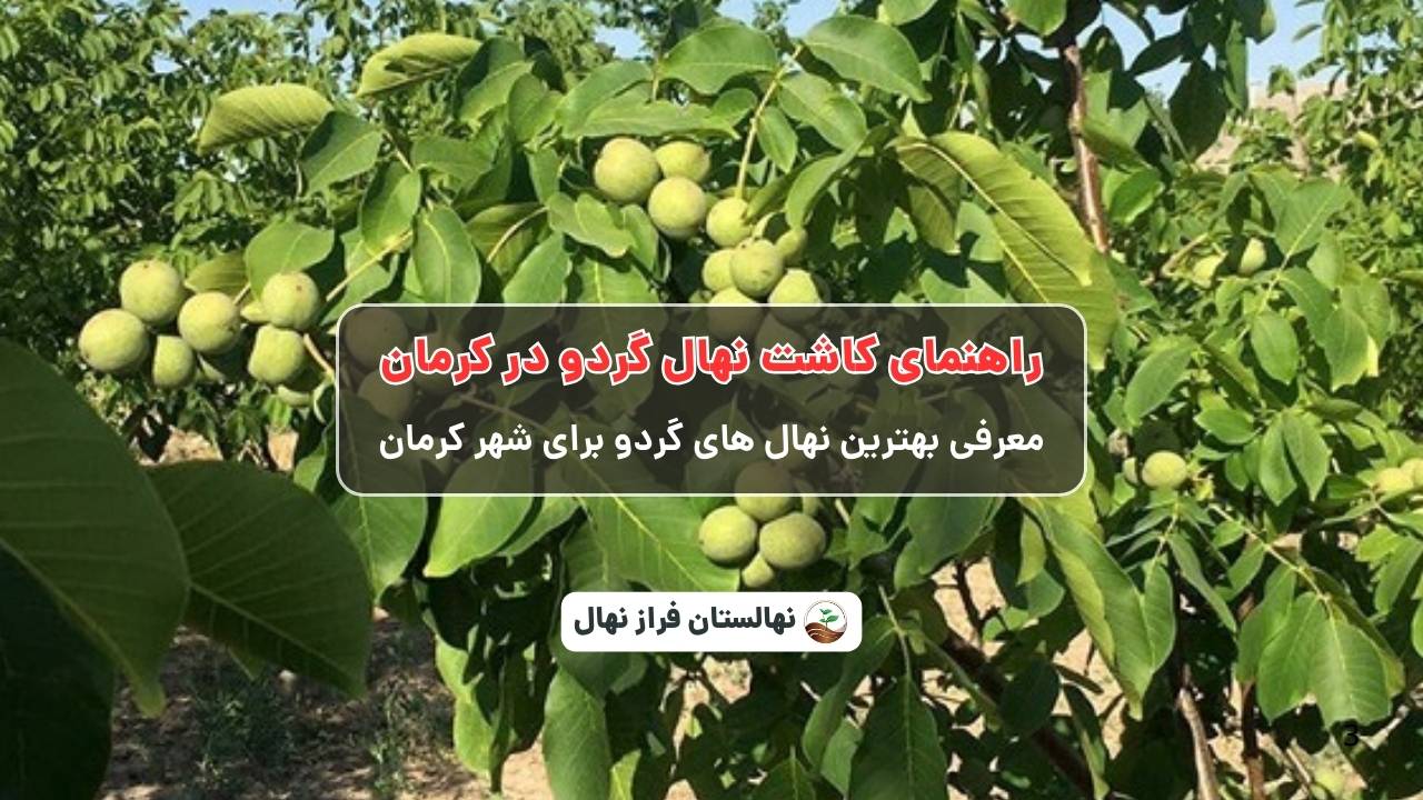 راهنمای خرید و کاشت نهال گردو کرمان