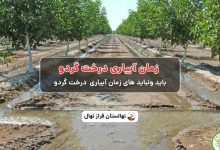 زمان آبیاری درخت گردو