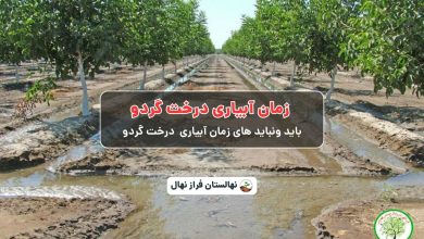 زمان آبیاری درخت گردو