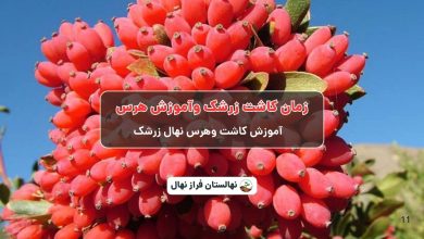 زمان کاشت زرشک وآموزش هرس