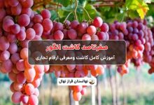 صفرتاصد کاشت انگور