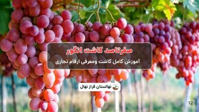 صفرتاصد کاشت انگور