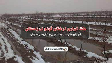 علت آبیاری درختان گردو درزمستان