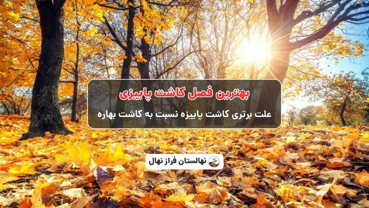 برتری کاشت پاییزه نسبت به کاشت بهار