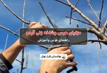 مزایای هرس وشاخه زنی گردو