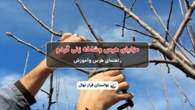 مزایای هرس وشاخه زنی گردو