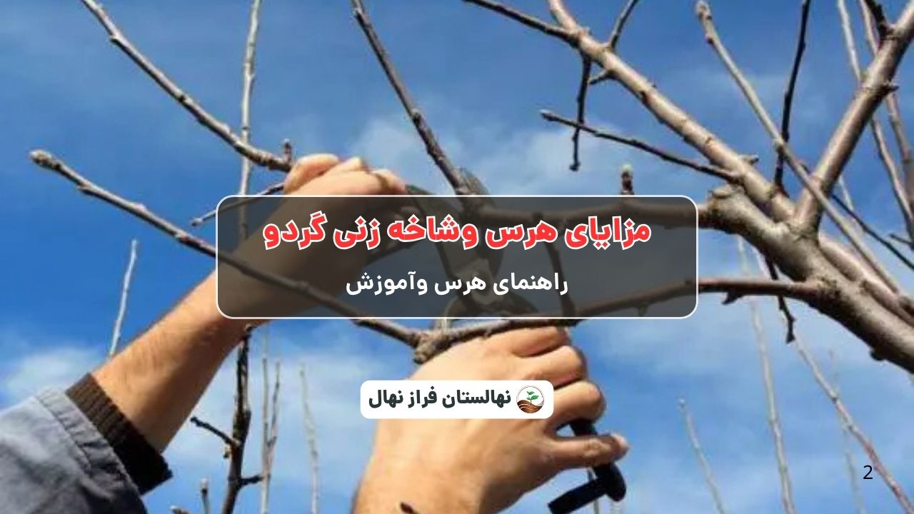 مزایای هرس وشاخه زنی گردو