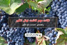 نکات مهم کاشت نهال انگور