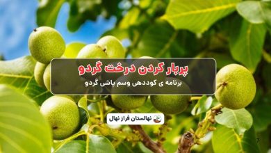 پربار کردن درخت گردو