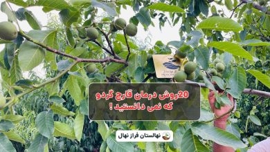 20روش درمان قارچ گردو که نمی دانستید !