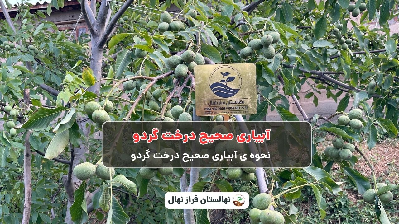 آبیاری صحیح درخت گردو