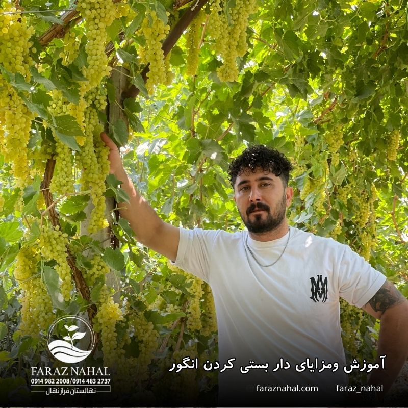 آموزش ومزایای دار بستی کردن انگور