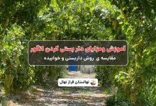 آموزش ومزایای دار بستی کردن انگور