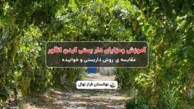 آموزش ومزایای دار بستی کردن انگور