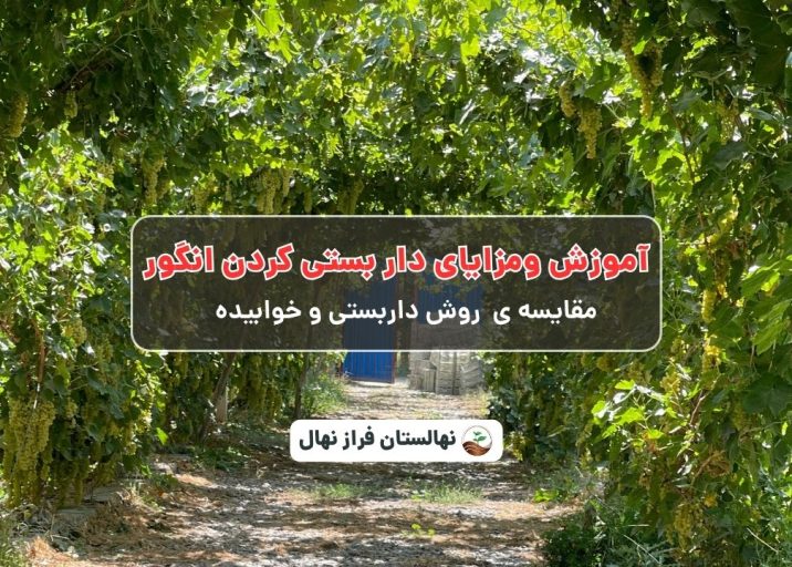 آموزش ومزایای دار بستی کردن انگور