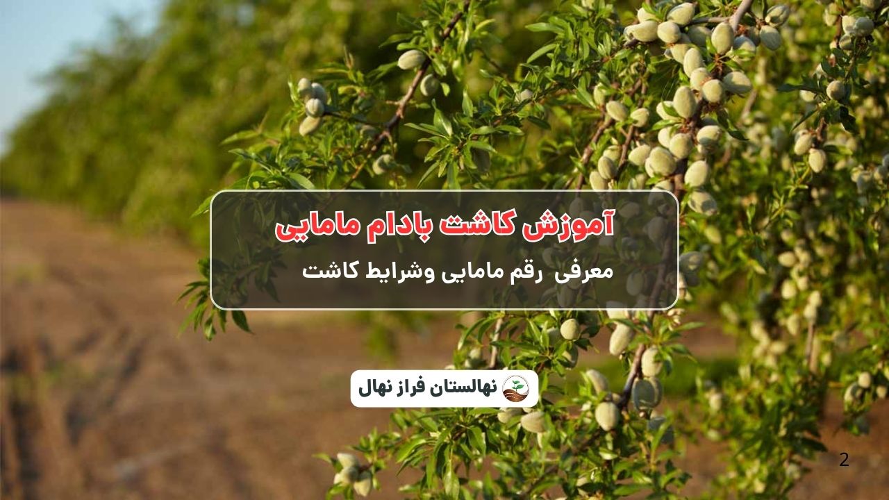 آموزش کاشت بادام مامایی