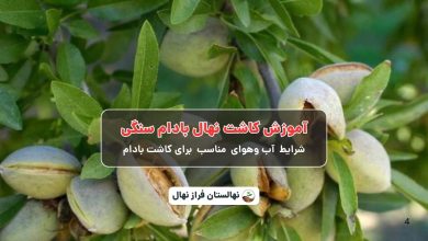 آموزش کاشت نهال بادام سنگی