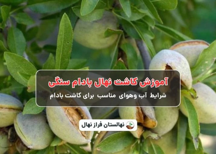 آموزش کاشت نهال بادام سنگی