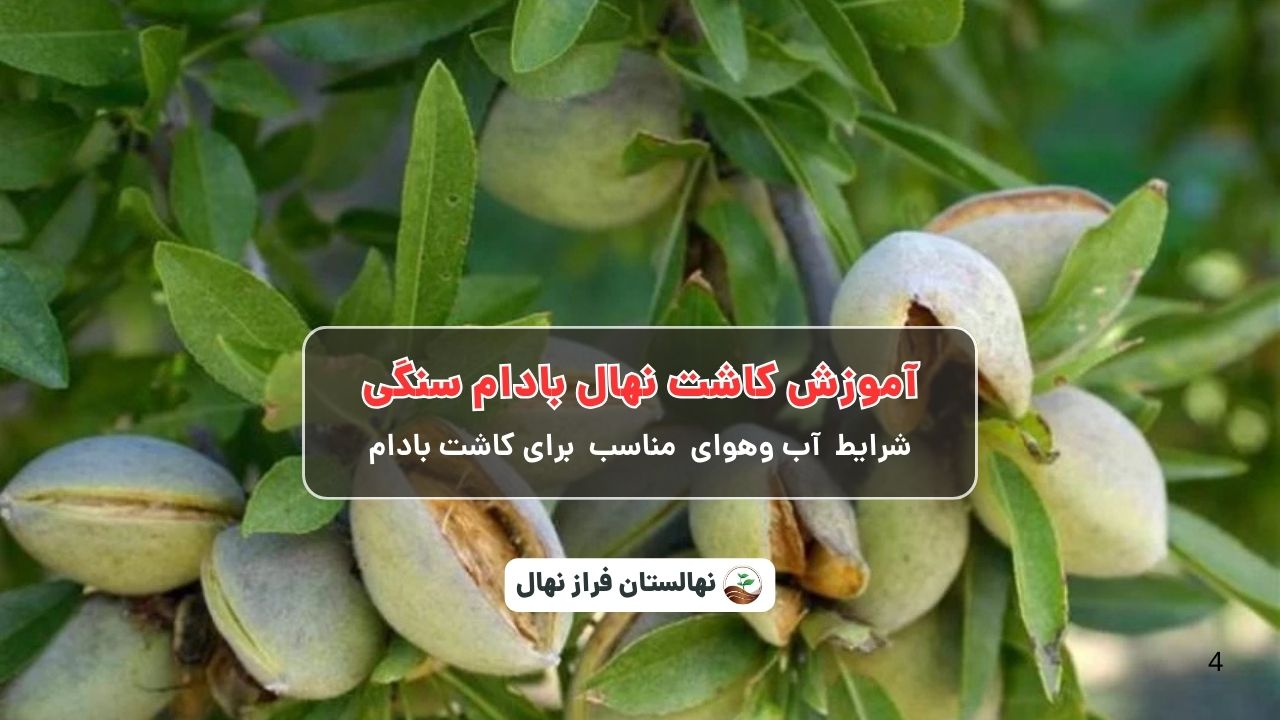 آموزش کاشت نهال بادام سنگی