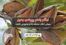 ارقام بادام پیوندی ودیم