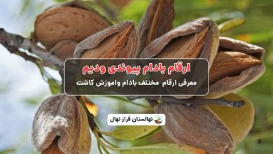 ارقام بادام پیوندی ودیم