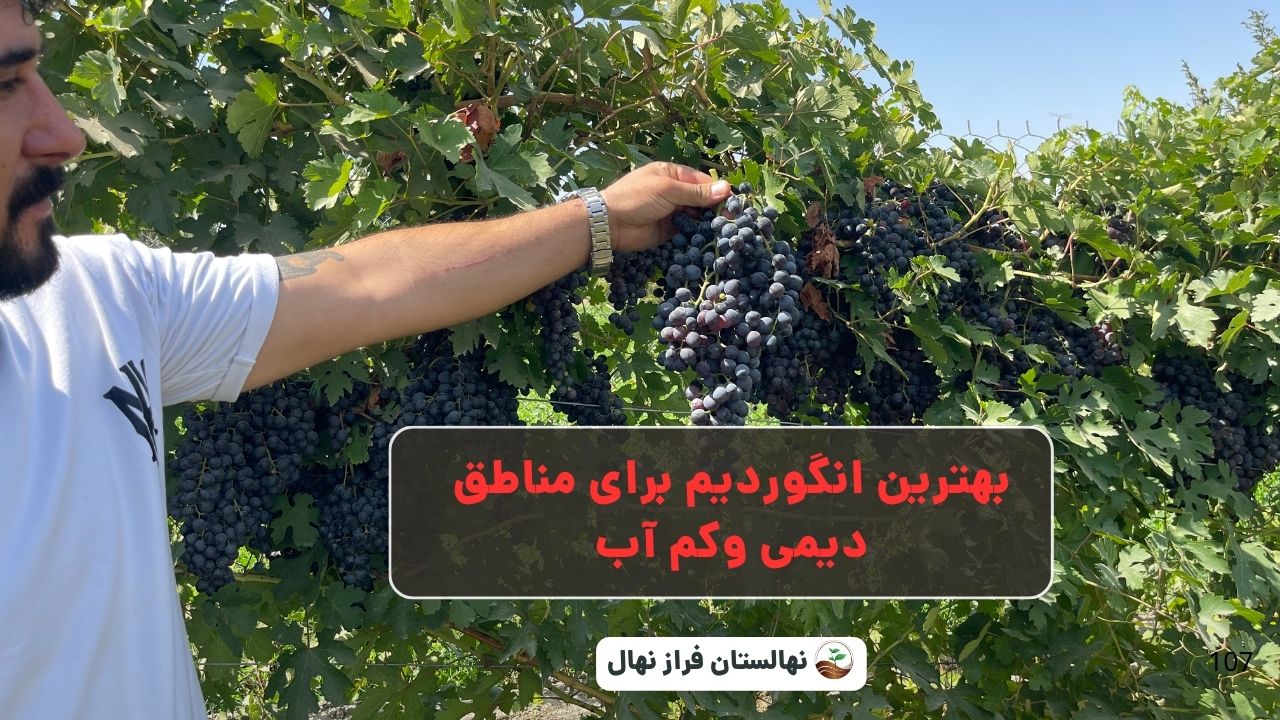 بهترین انگوردیم برای مناطق دیمی وکم آب