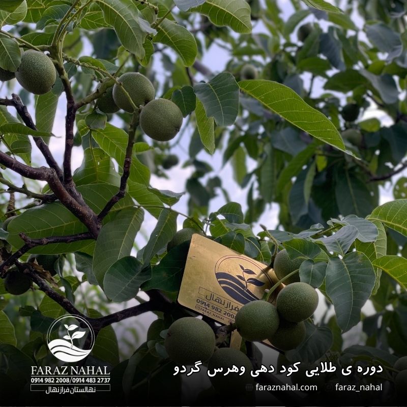 دوره ی طلایی کود دهی وهرس گردو