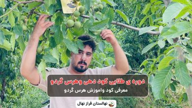 دوره ی طلایی کود دهی وهرس گردو