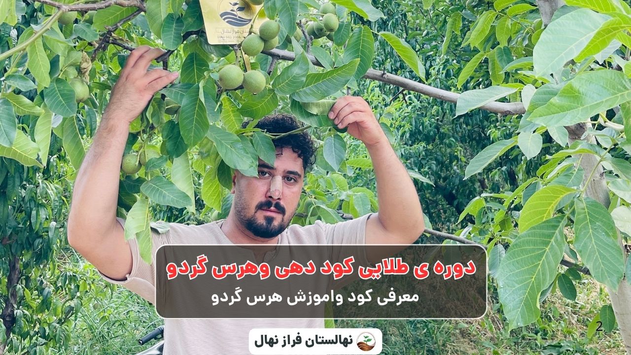 دوره ی طلایی کود دهی وهرس گردو