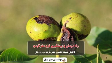 راه درمان و پیشگیری کرم مغز گردو