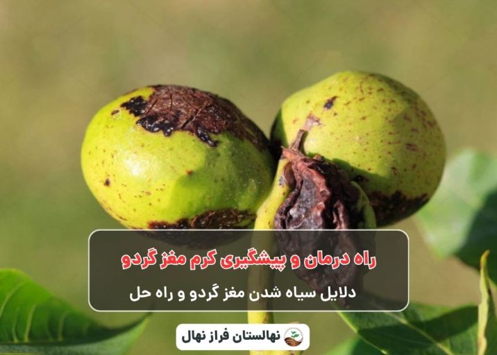 راه درمان و پیشگیری کرم مغز گردو