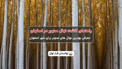 راهنمای خرید و کاشت نهال صنوبر در اصفهان