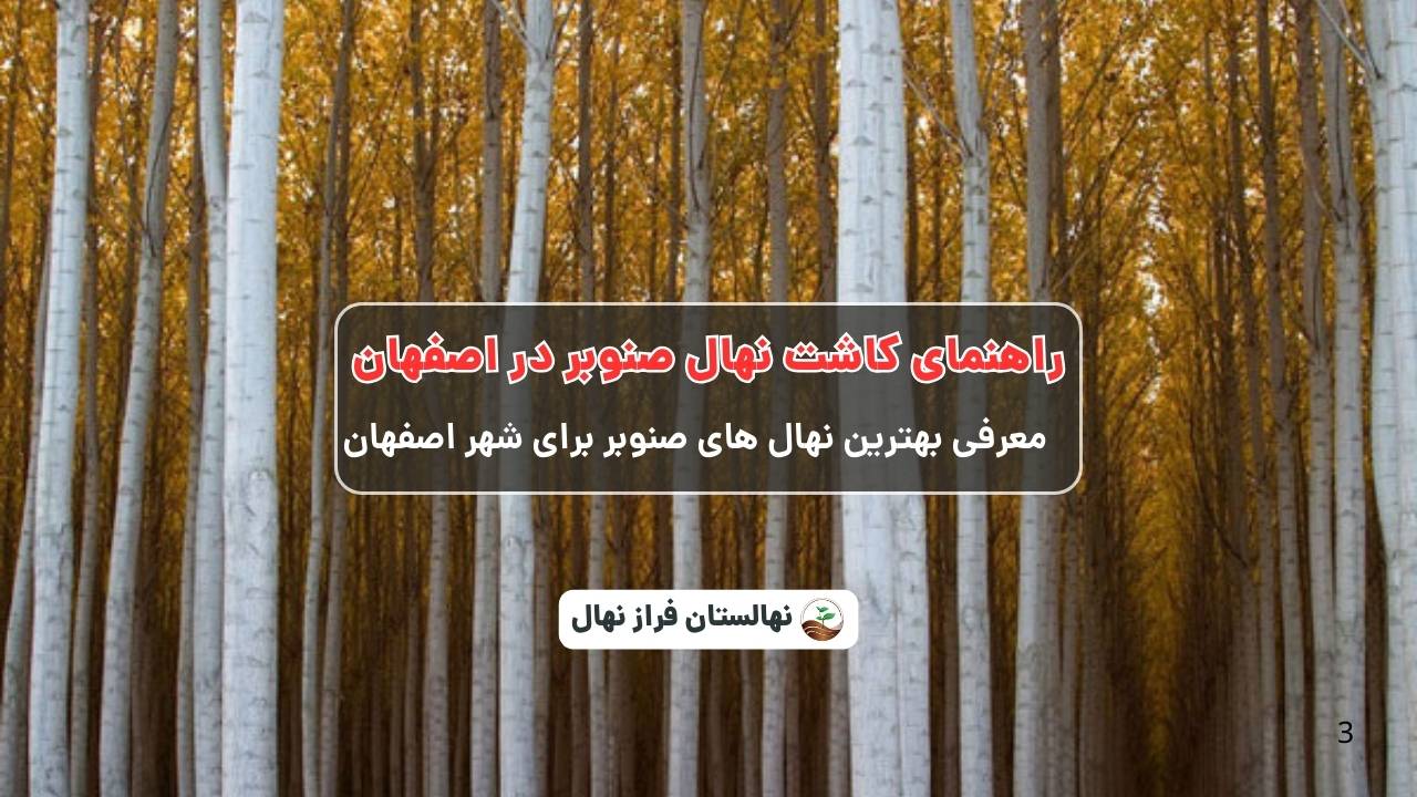 راهنمای خرید و کاشت نهال صنوبر در اصفهان