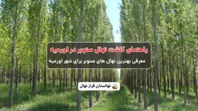 راهنمای خرید و کاشت نهال صنوبر در اورمیه