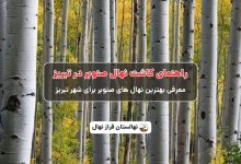 راهنمای خرید و کاشت نهال صنوبر در تبریز