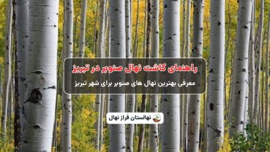 راهنمای خرید و کاشت نهال صنوبر در تبریز