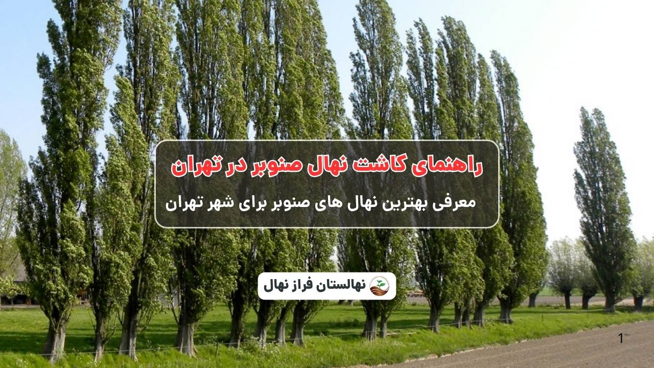 راهنمای خرید و کاشت نهال صنوبر در تهران