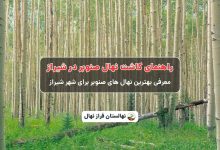 راهنمای خرید و کاشت نهال صنوبر در شیراز