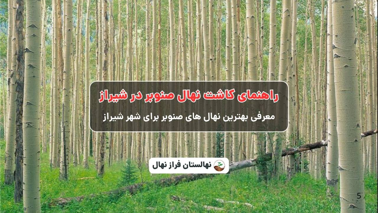 راهنمای خرید و کاشت نهال صنوبر در شیراز