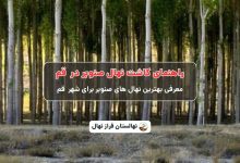 راهنمای خرید و کاشت نهال صنوبر در قم